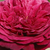 Rojo - Rosas inglesas  - Ausvelvet